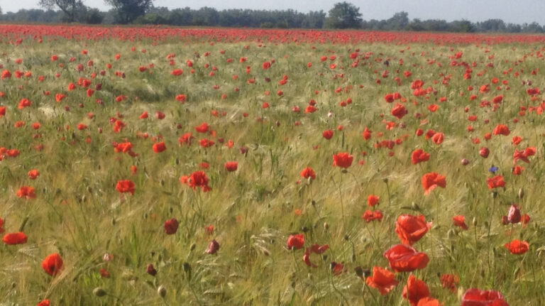 csm mohn bluete b52455f5fa 768x431