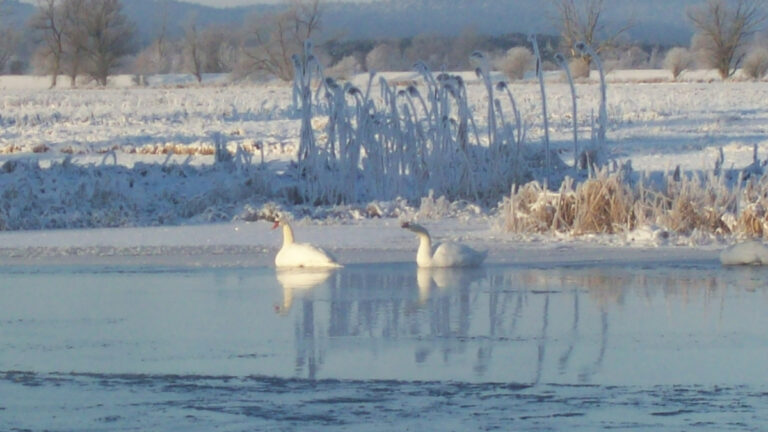 csm winter schwaene 3419f0541f 768x432