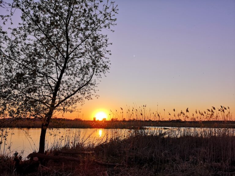 sonnenuntergang mit weide 2 768x576
