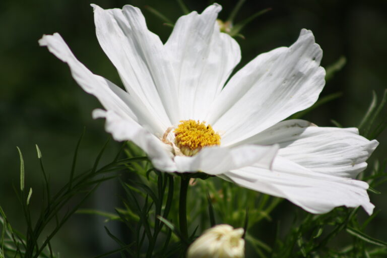 BlumenJuni2016 072 768x512