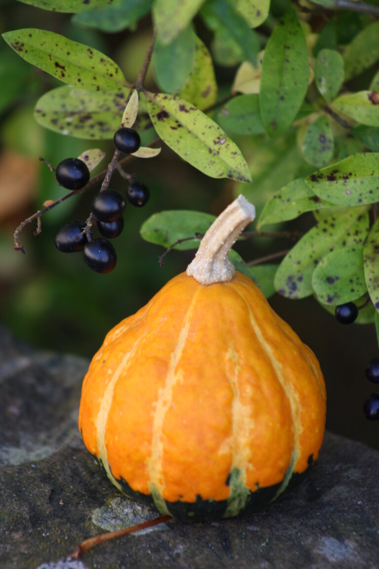 FotokursKuerbis 030 768x1152