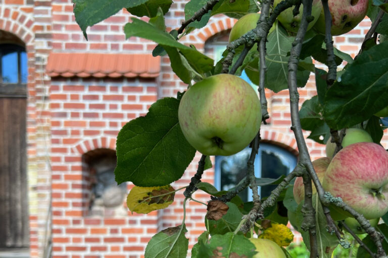 IMG 66291672332546260 korrigiert 768x512