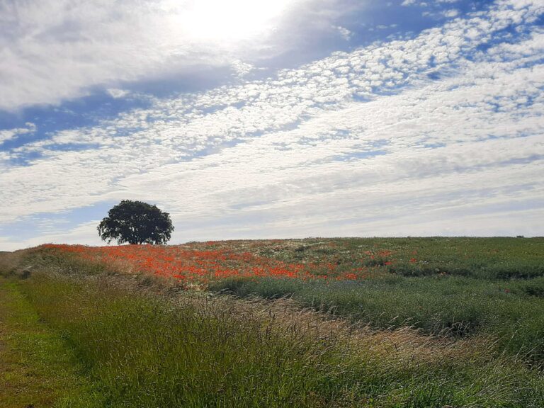 11. Landschaft 1a 768x576