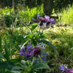 Klostergarten 1 150x150