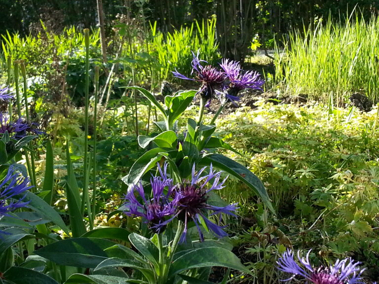 Klostergarten 1 768x576