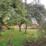 Herbst Oase hell 150x150